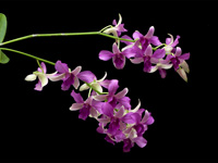 Dendrobium hybride