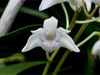 Dendrobium kingianum