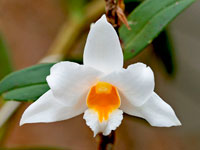 Dendrobium kontumense