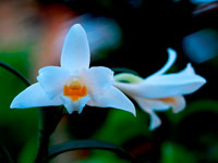 Dendrobium kontumense