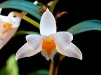 Dendrobium kontumense