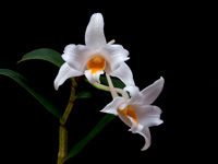 Dendrobium kontumense