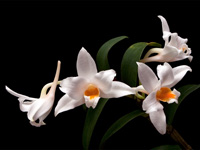 Dendrobium kontumense