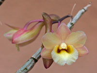 Dendrobium lampongense