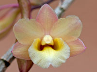 Dendrobium lampongense