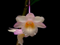 Dendrobium lampongense