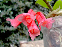 Dendrobium lawesii