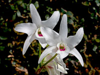 Dendrobium lituiflorum f.semi-alba