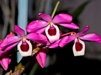 Dendrobium lituiflorum