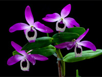 Dendrobium lituiflorum