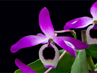 Dendrobium lituiflorum