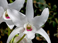 Dendrobium lituiflorum f.semi-alba