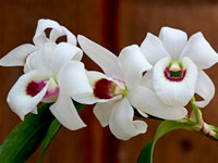 Dendrobium lituiflorum f.semi-alba