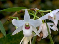 Dendrobium lituiflorum f.semi-alba