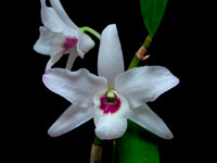 Dendrobium lituiflorum f.semi-alba