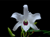 Dendrobium lituiflorum f.semi-alba