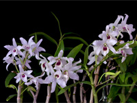 Dendrobium lituiflorum f.semi-alba