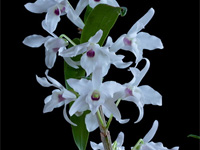 Dendrobium lituiflorum f.semi-alba