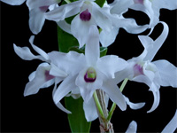 Dendrobium lituiflorum f.semi-alba