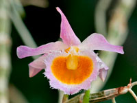 Dendrobium loddigesii