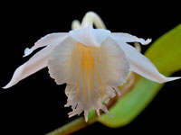 Dendrobium longicornu