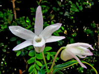 Dendrobium monoliforme