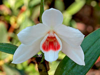 Dendrobium multilineatum