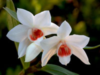 Dendrobium multilineatum