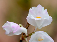 Dendrobium mutabile