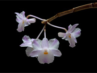 Dendrobium mutabile