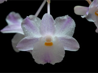 Dendrobium mutabile