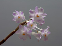 Dendrobium mutabile