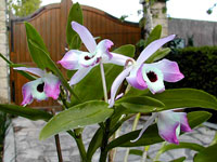 Dendrobium nobile