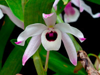 Dendrobium nobile