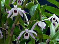 Dendrobium nobile