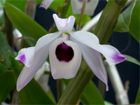 Dendrobium nobile