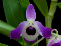 Dendrobium nobile