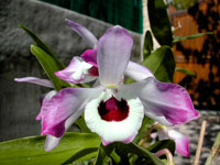 Dendrobium nobile