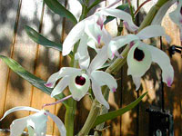 Dendrobium nobile