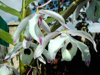 Dendrobium nobile