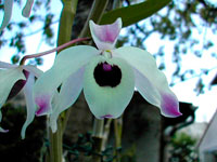 Dendrobium nobile