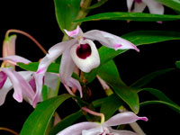 Dendrobium nobile