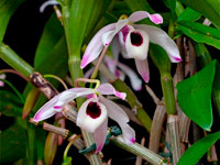 Dendrobium nobile