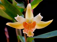 Dendrobium ochraceum