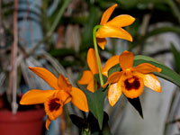 Dendrobium ochreatum