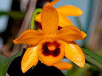 Dendrobium ochreatum