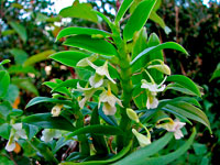 Dendrobium oligophyllum