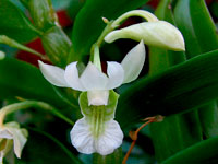 Dendrobium oligophyllum