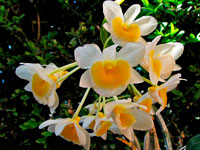 Dendrobium palpebrae