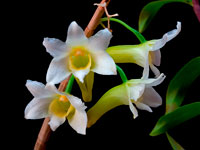 Dendrobium phillipsii